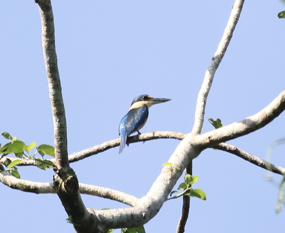 Melanesian Kingfisher - ML485019471