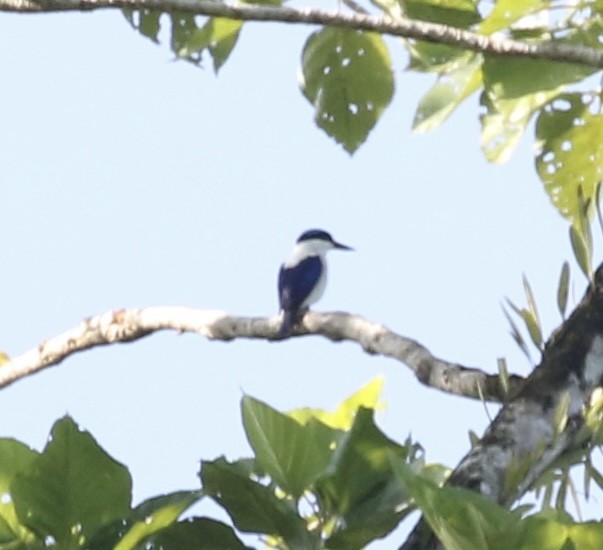 New Britain Kingfisher - ML485019761