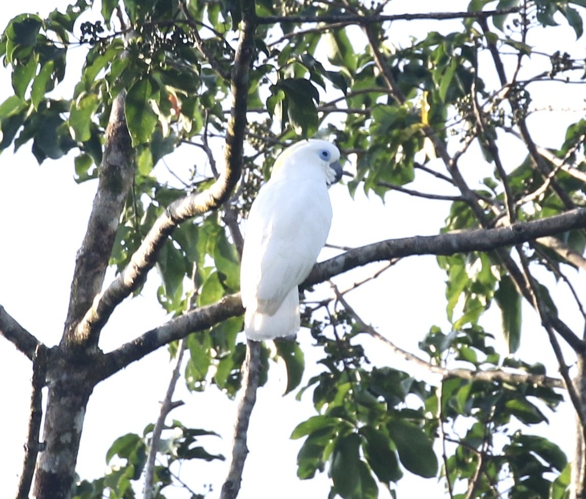 Blue-eyed Cockatoo - ML485021351