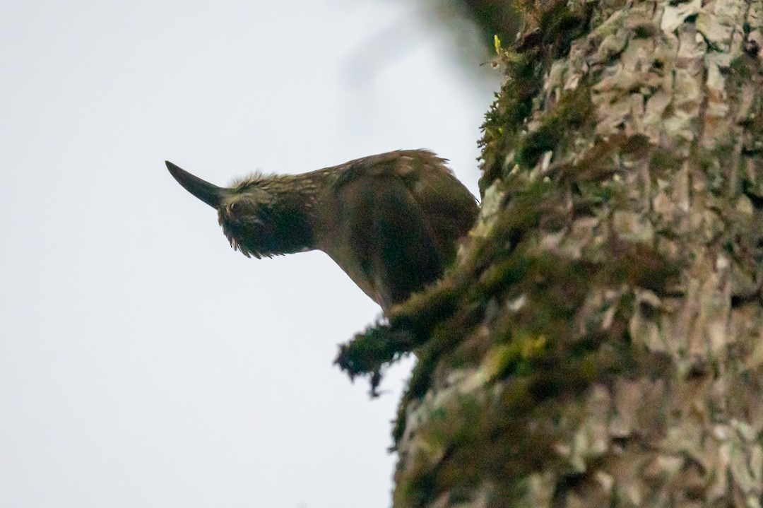 White-throated Woodcreeper - ML485021381