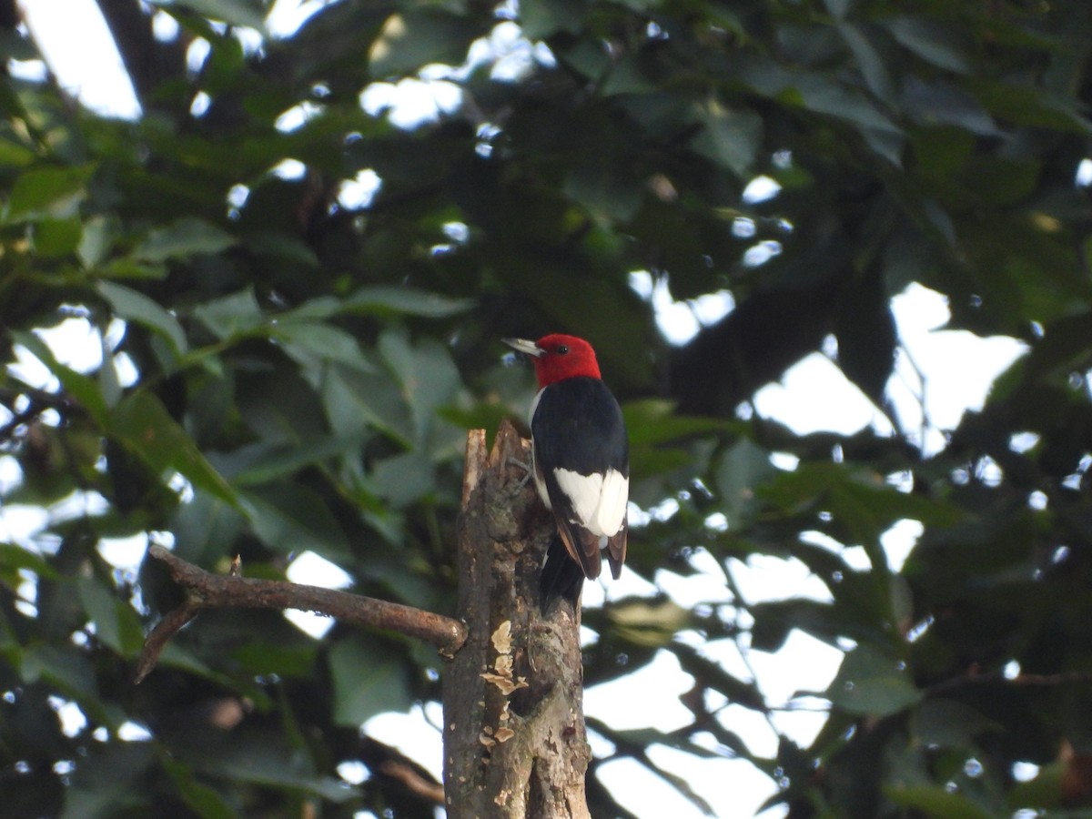 Red-headed Woodpecker - ML485022191