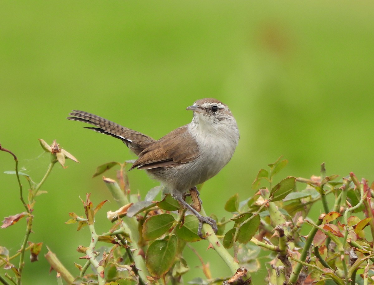 Bewick's Wren - ML485022481