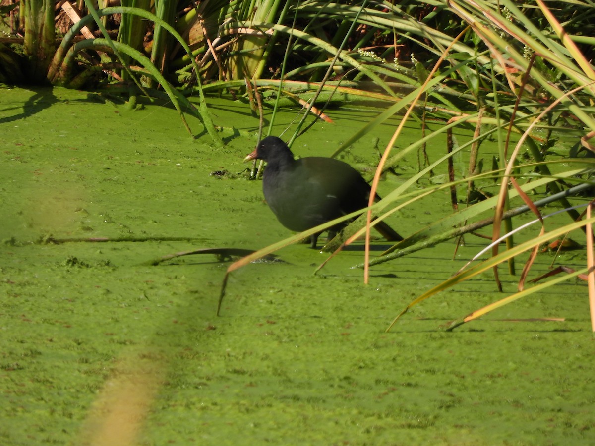 Common Gallinule - ML485023581