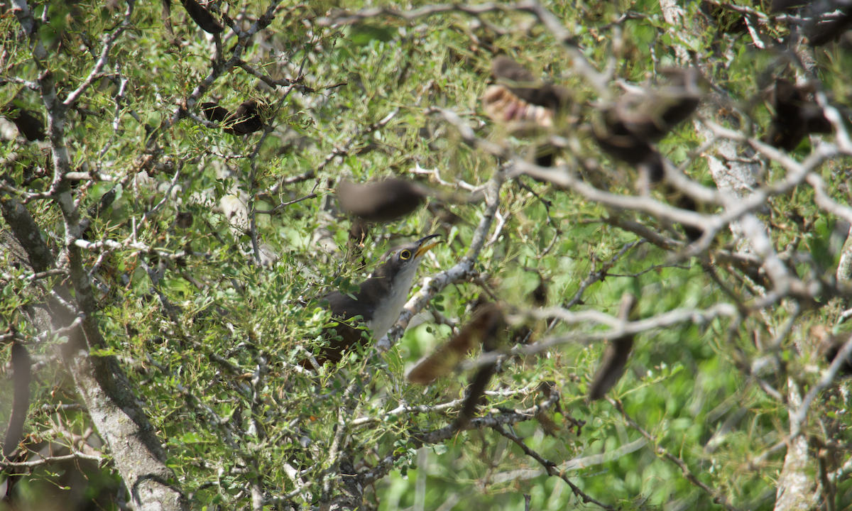 Yellow-billed Cuckoo - ML485023631