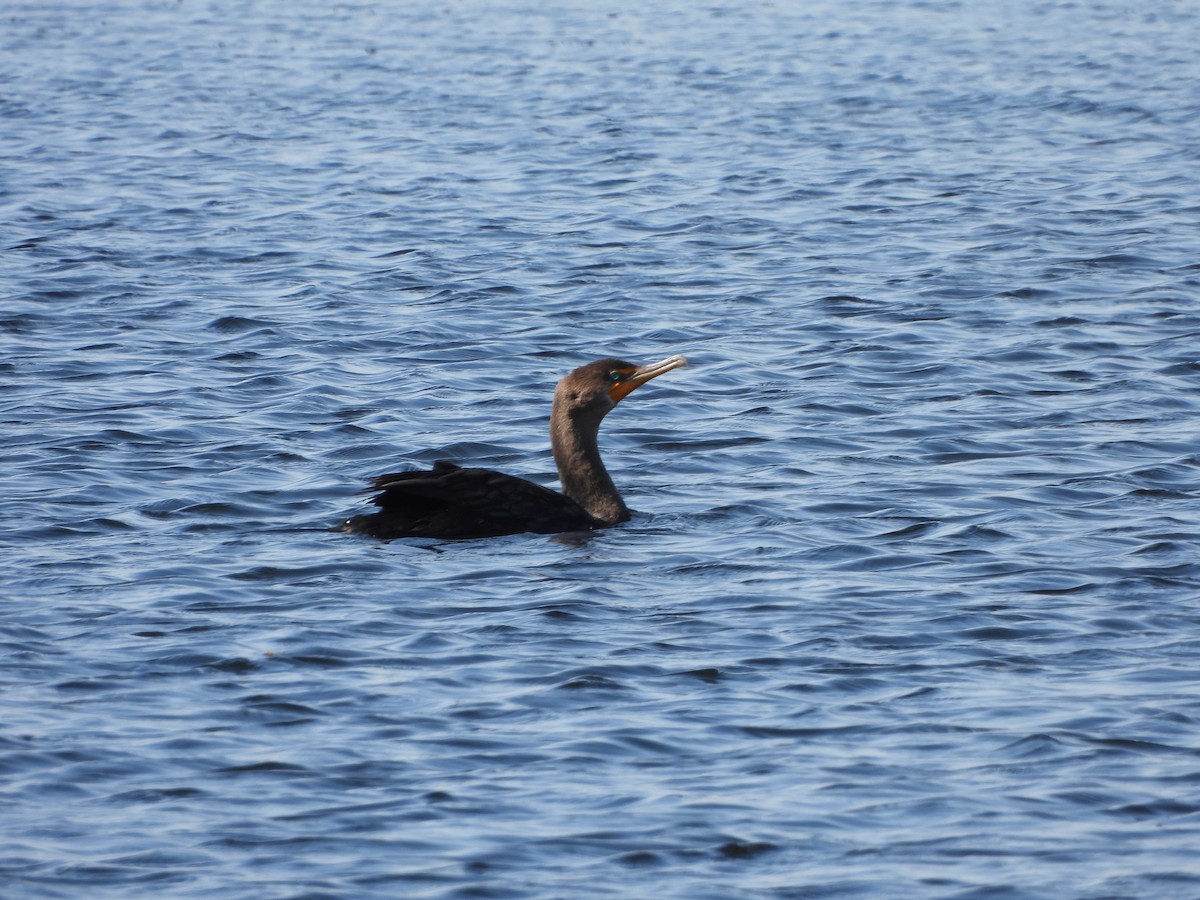 Double-crested Cormorant - ML485023671