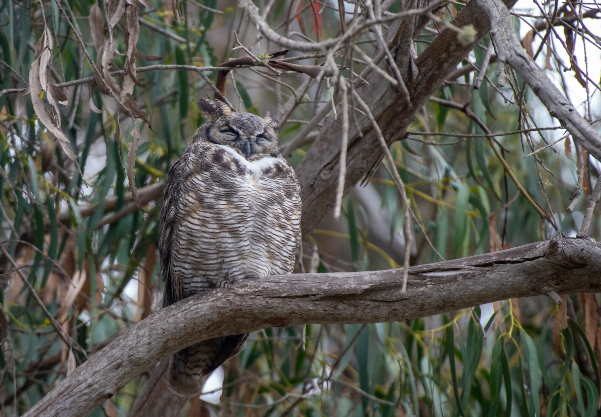 Great Horned Owl - ML485025731