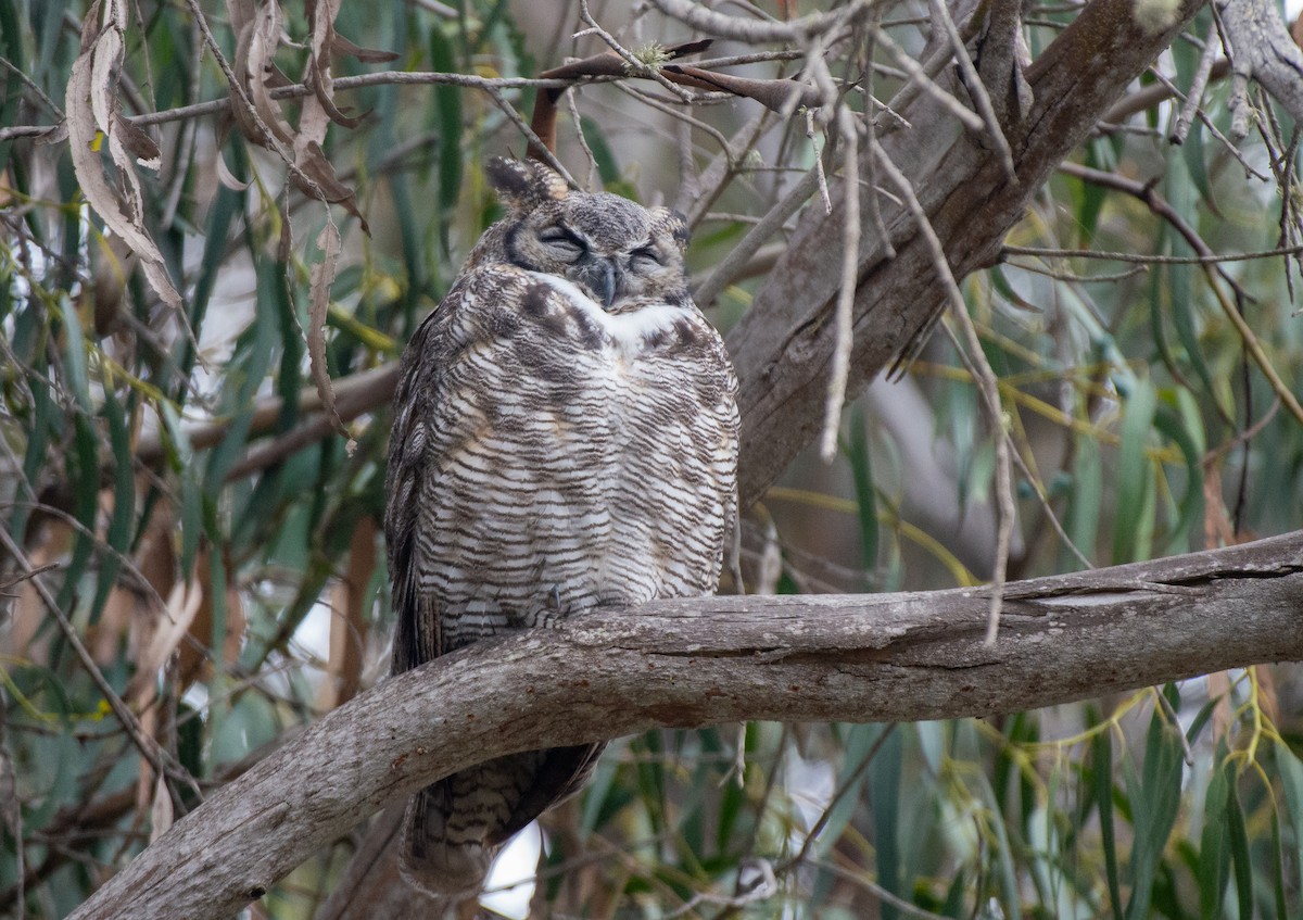 Great Horned Owl - ML485025741