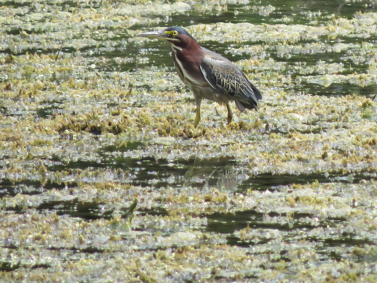 Green Heron - ML485025851