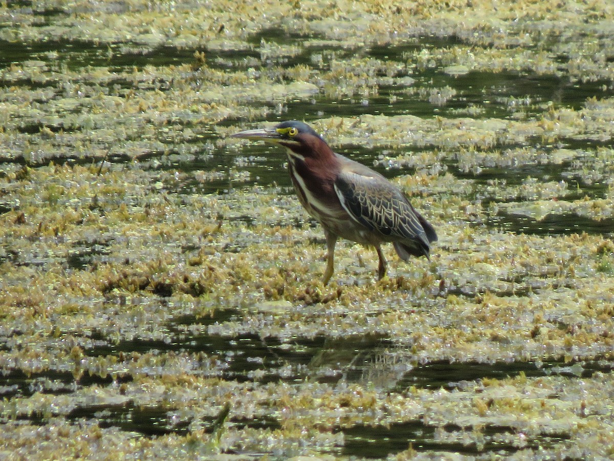 Green Heron - ML485025961