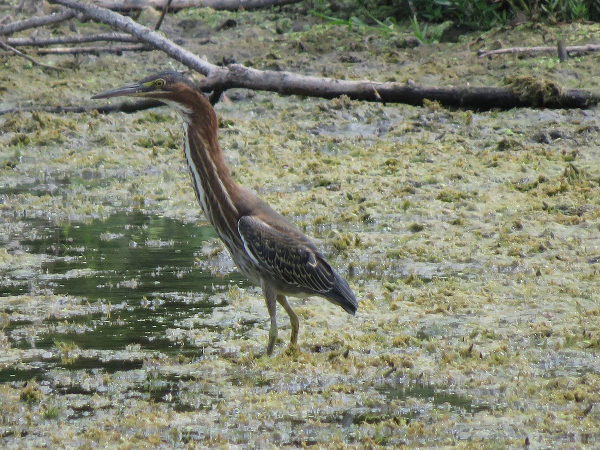 Green Heron - ML485026141