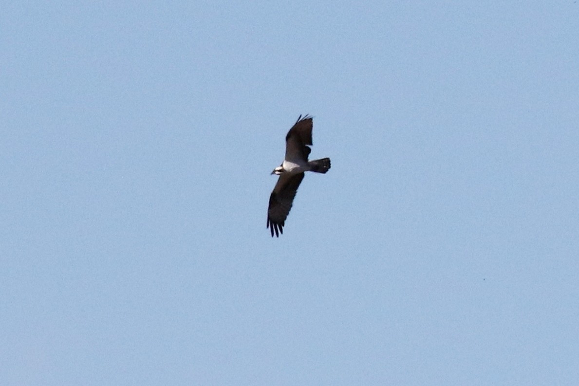 Balbuzard pêcheur - ML48502721