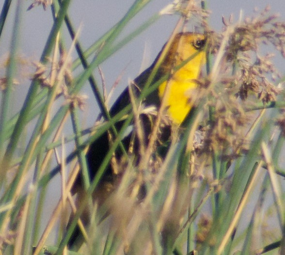 Yellow-headed Blackbird - ML485027241