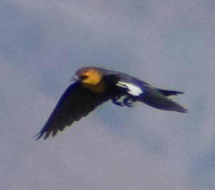 Yellow-headed Blackbird - ML485027251