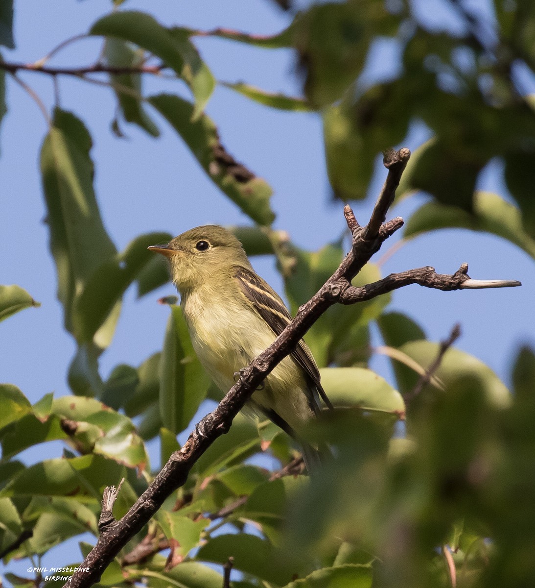 Yellow-bellied Flycatcher - Phil Misseldine