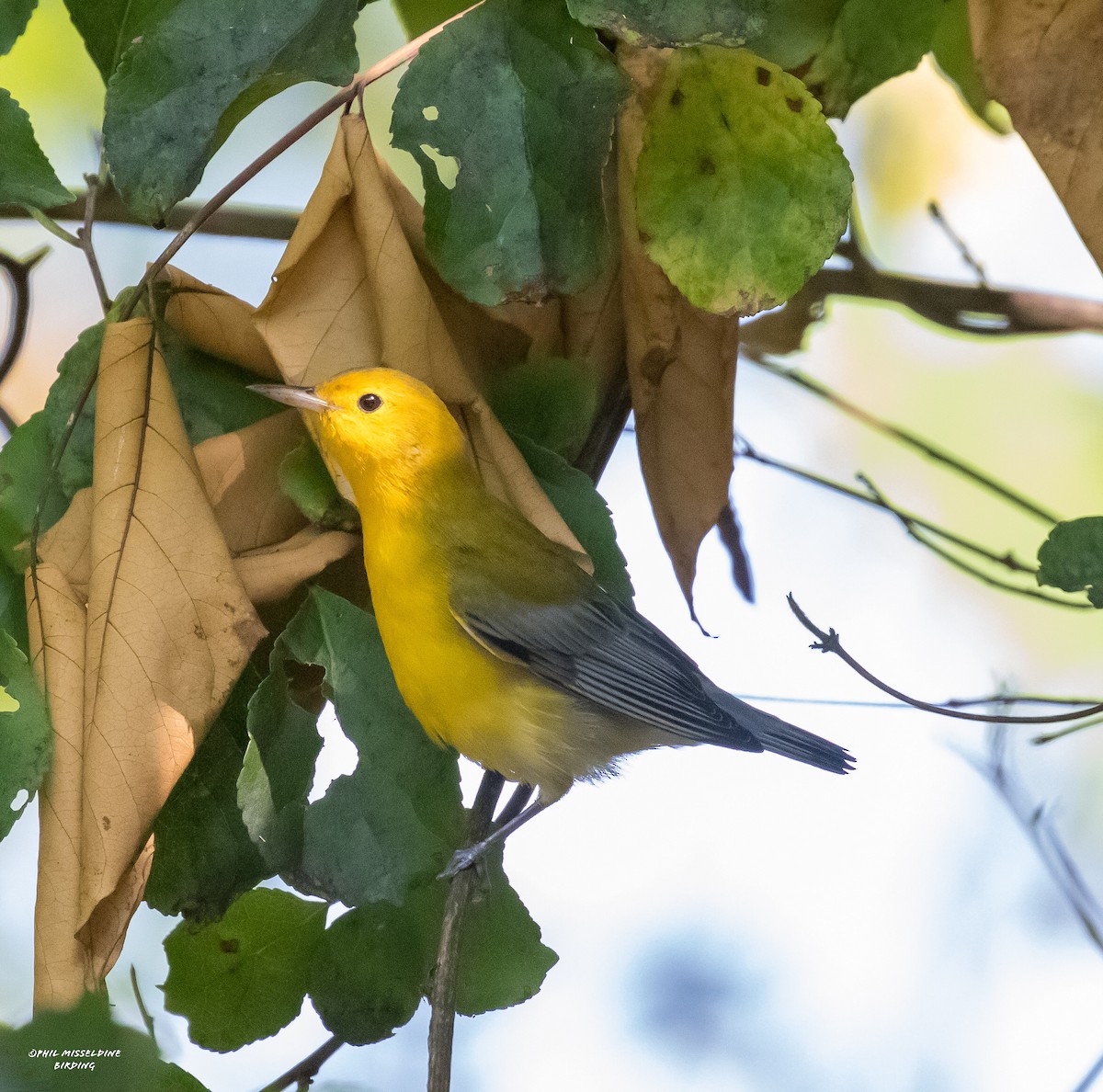 Prothonotary Warbler - ML485028251