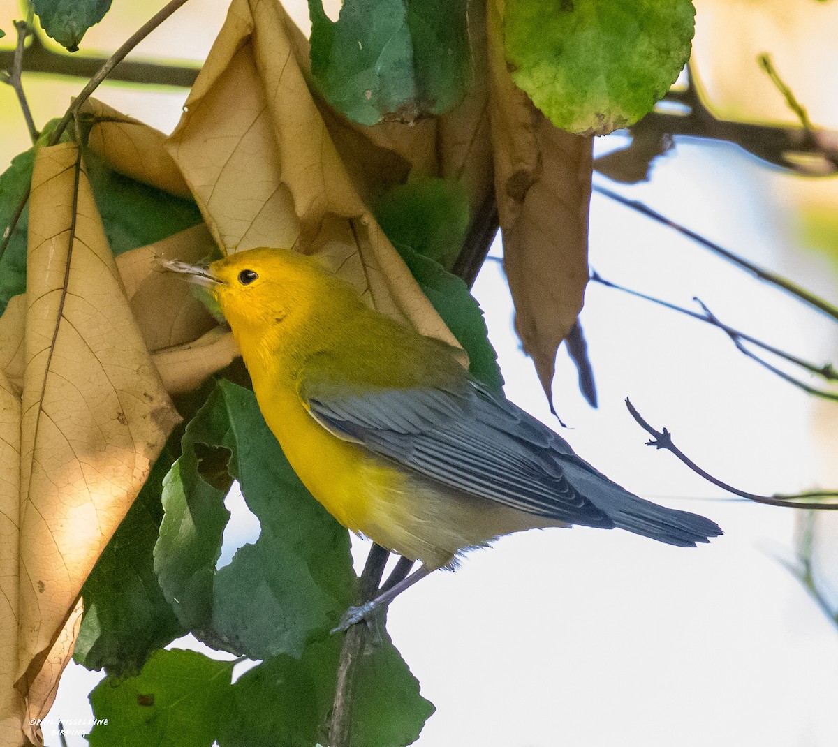 Prothonotary Warbler - ML485028261
