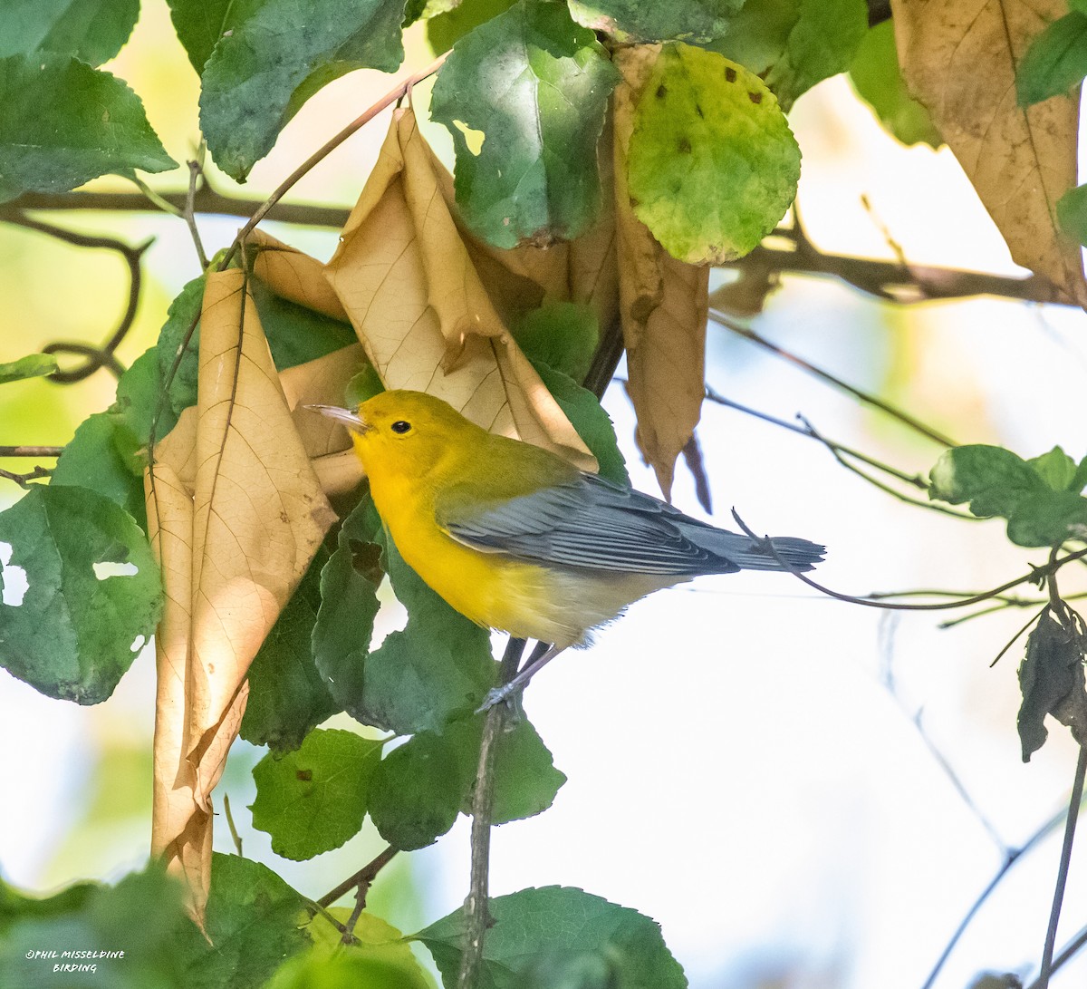 Prothonotary Warbler - ML485028271