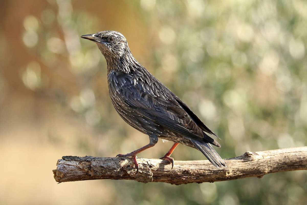 Spotless Starling - Francisco Barroqueiro