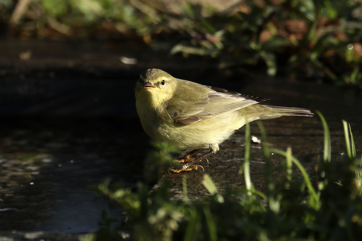 Willow Warbler - ML485029111