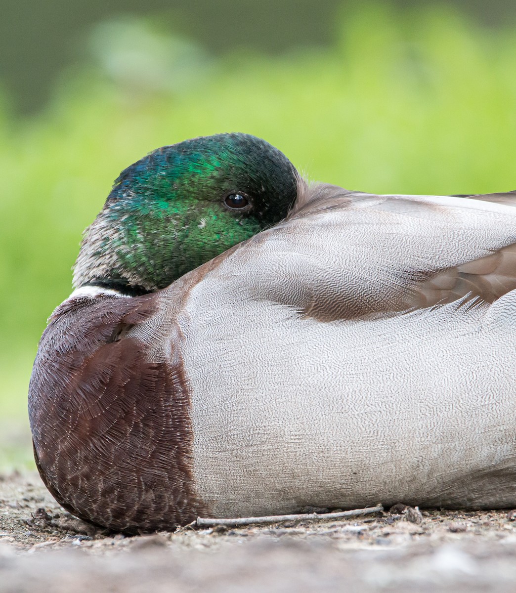 Canard colvert - ML485031971