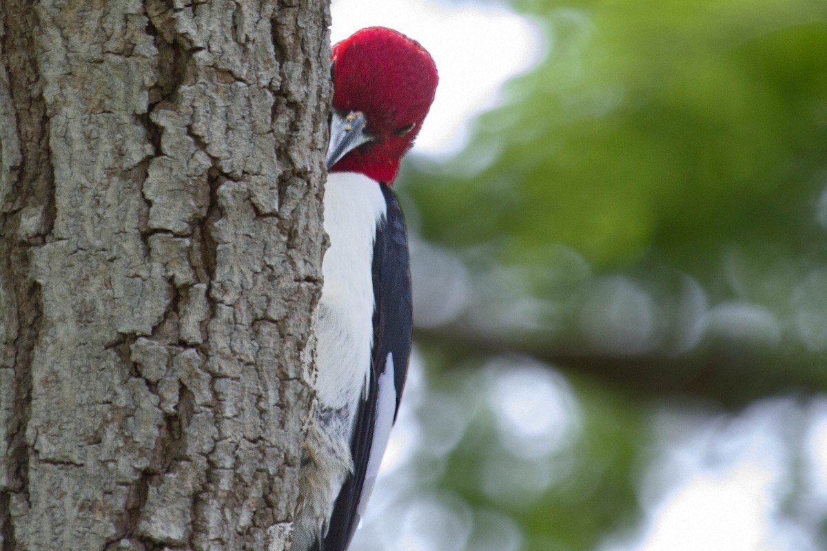 Red-headed Woodpecker - ML48503211