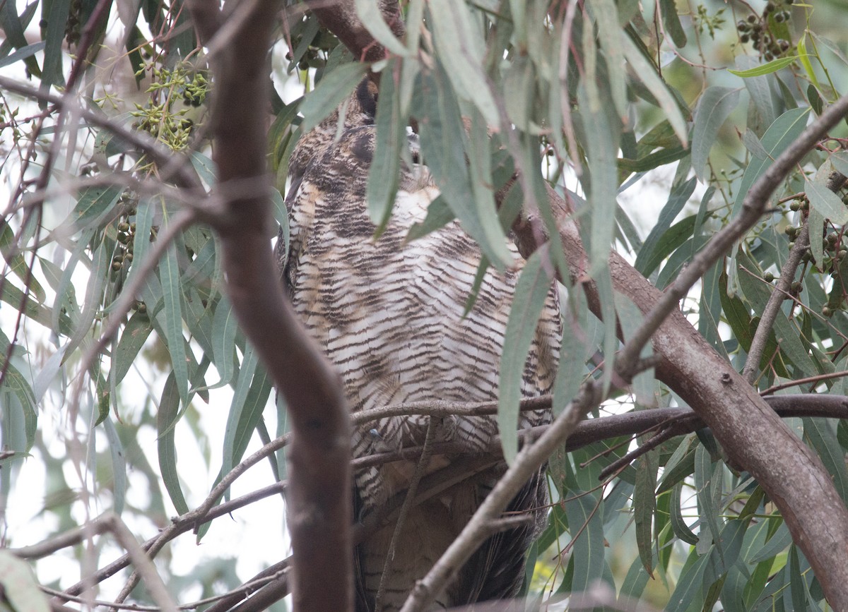 Great Horned Owl - ML485032331