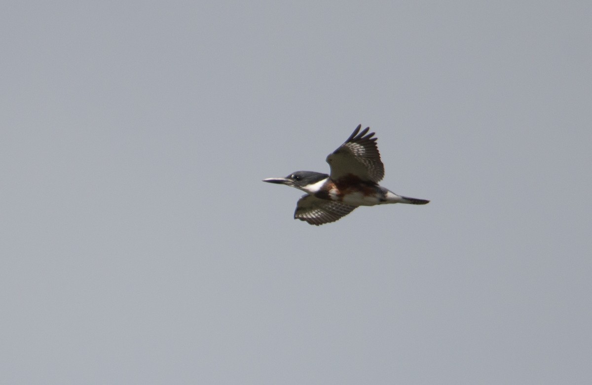 Belted Kingfisher - Braxton Landsman