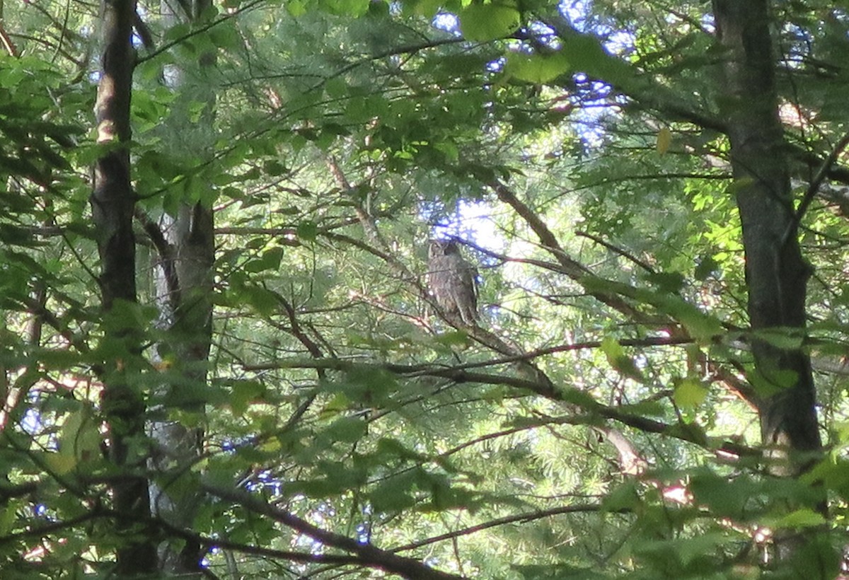 Great Horned Owl - ML485032531