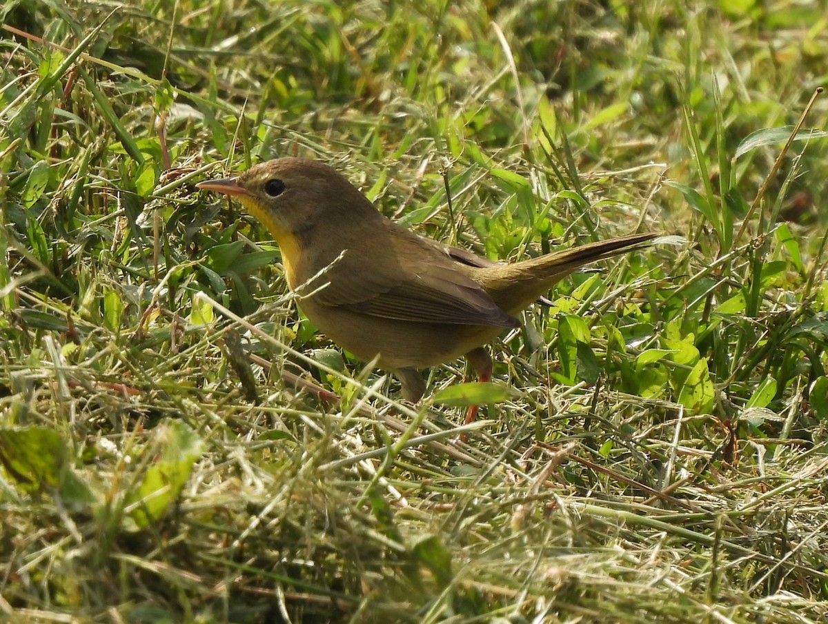 Common Yellowthroat - Jennifer Wilson-Pines