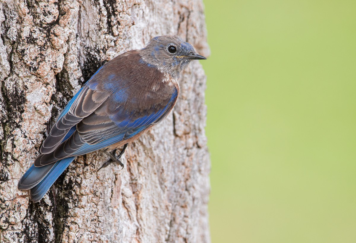 Western Bluebird - ML485033161