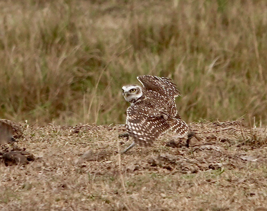 Burrowing Owl - ML485033311