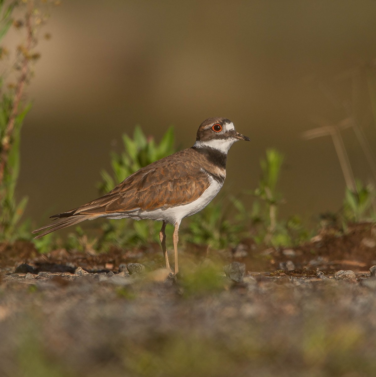 Killdeer - ML485034061