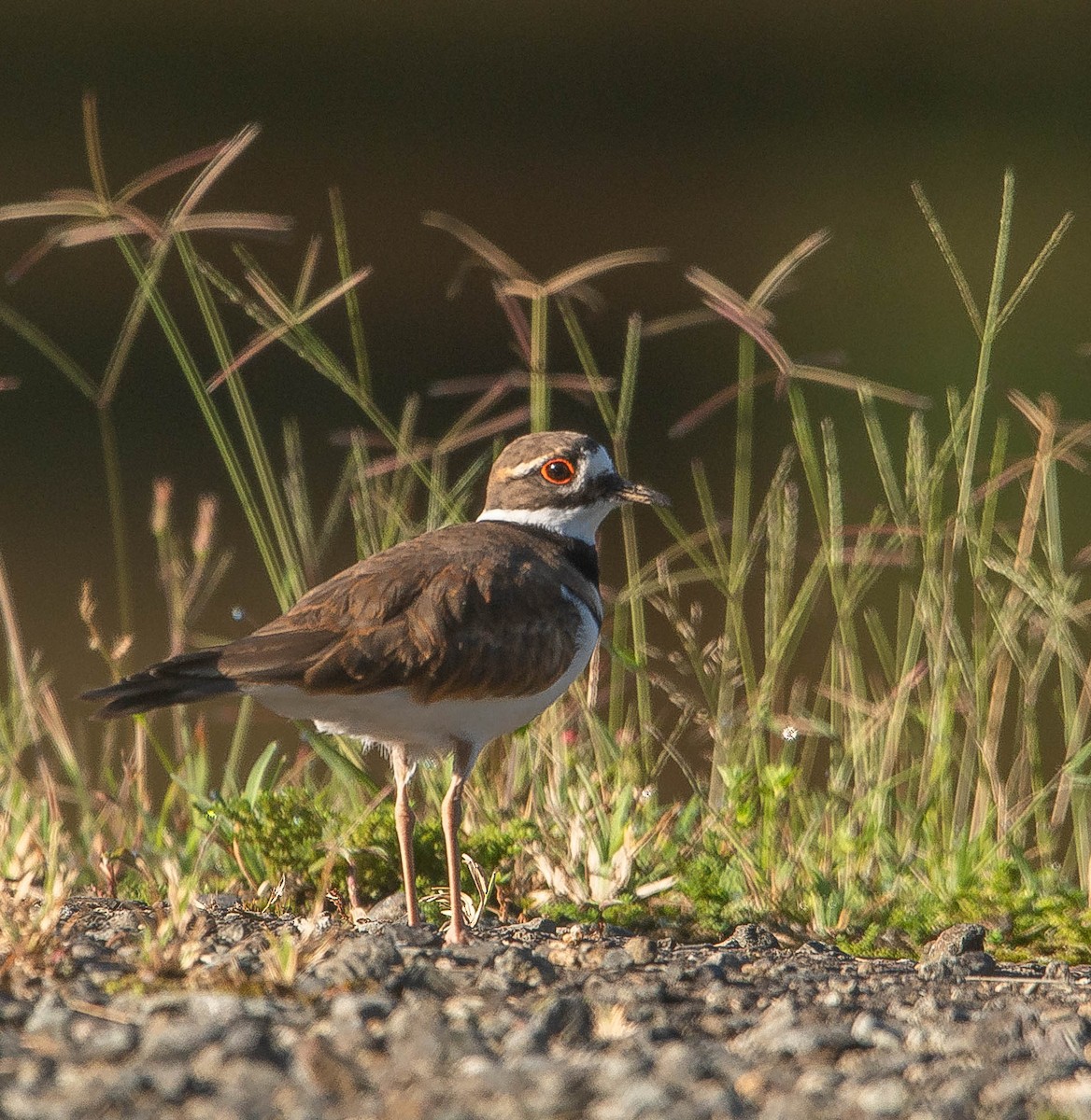 Killdeer - ML485034071