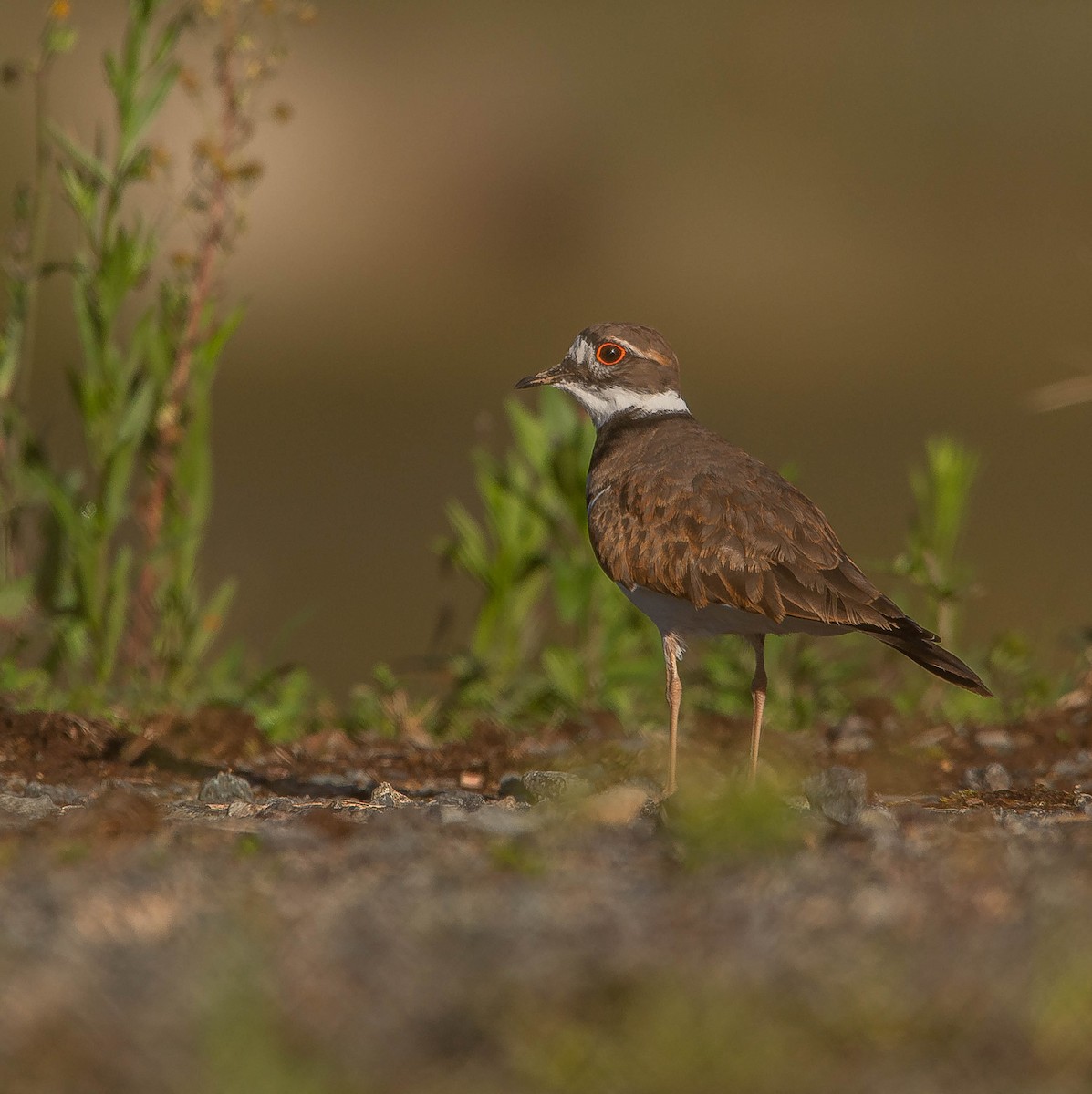 Killdeer - ML485034081