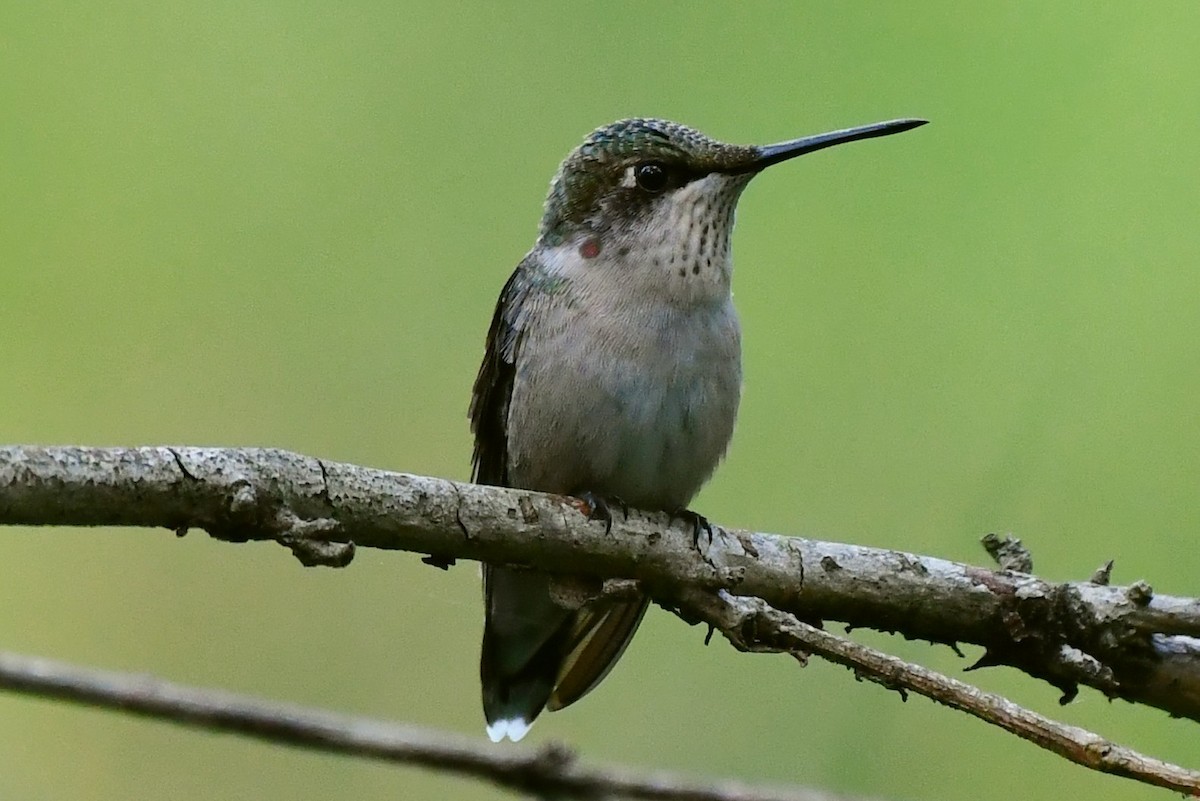 Ruby-throated Hummingbird - ML485034241