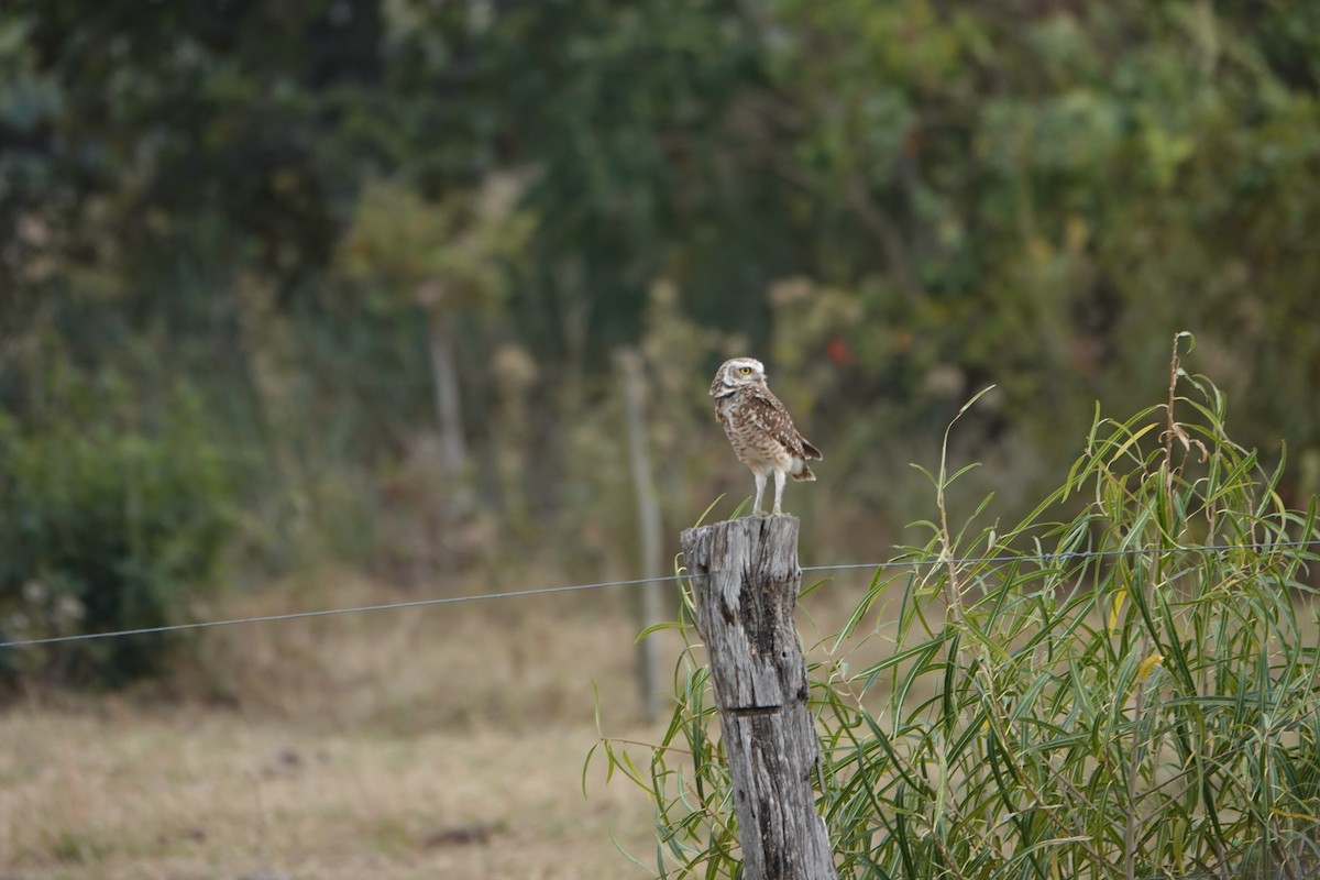 Burrowing Owl - ML485034841