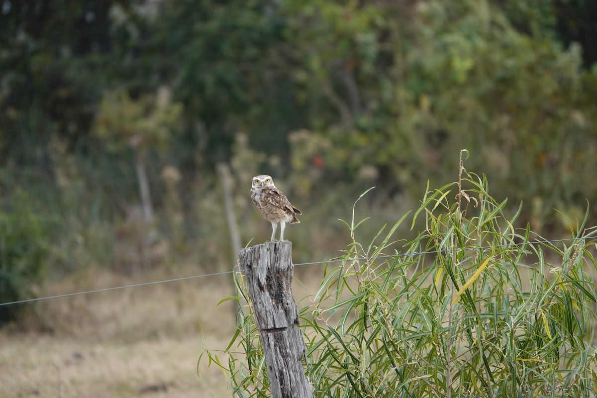 Burrowing Owl - ML485034851