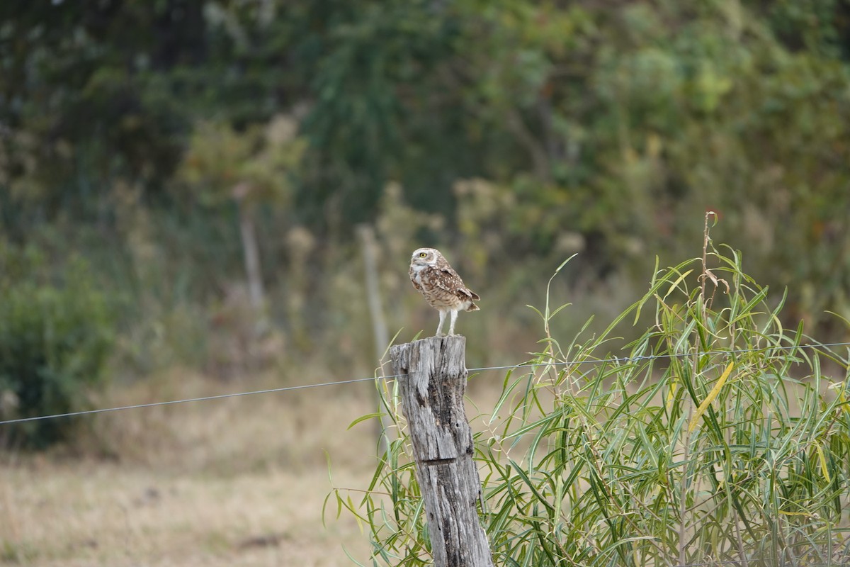 Burrowing Owl - ML485034871