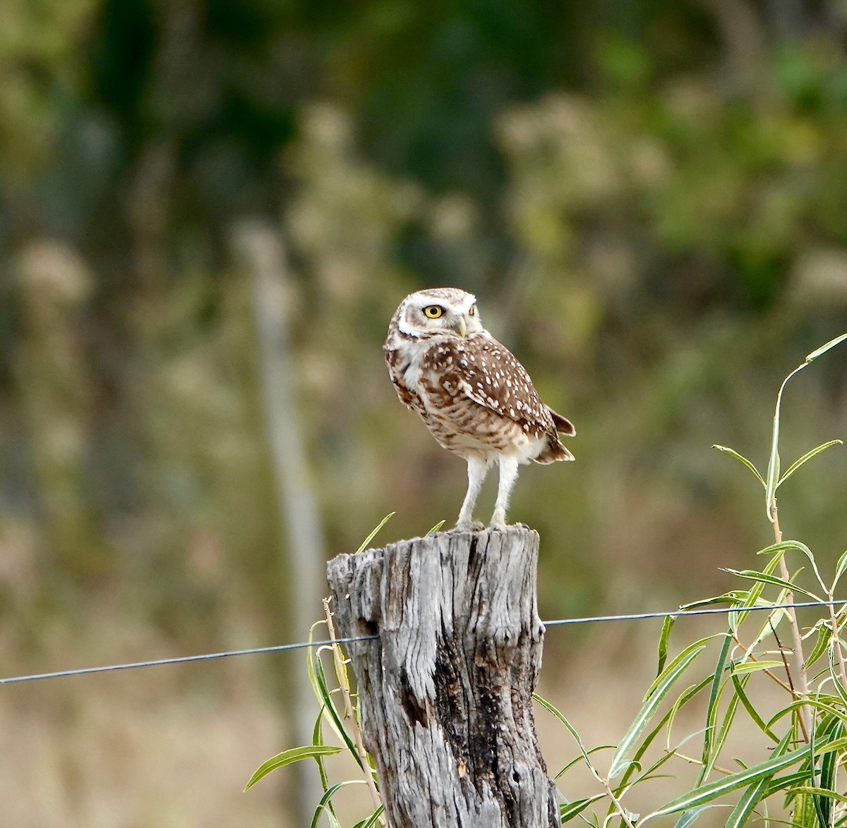 Burrowing Owl - Susan Hartley