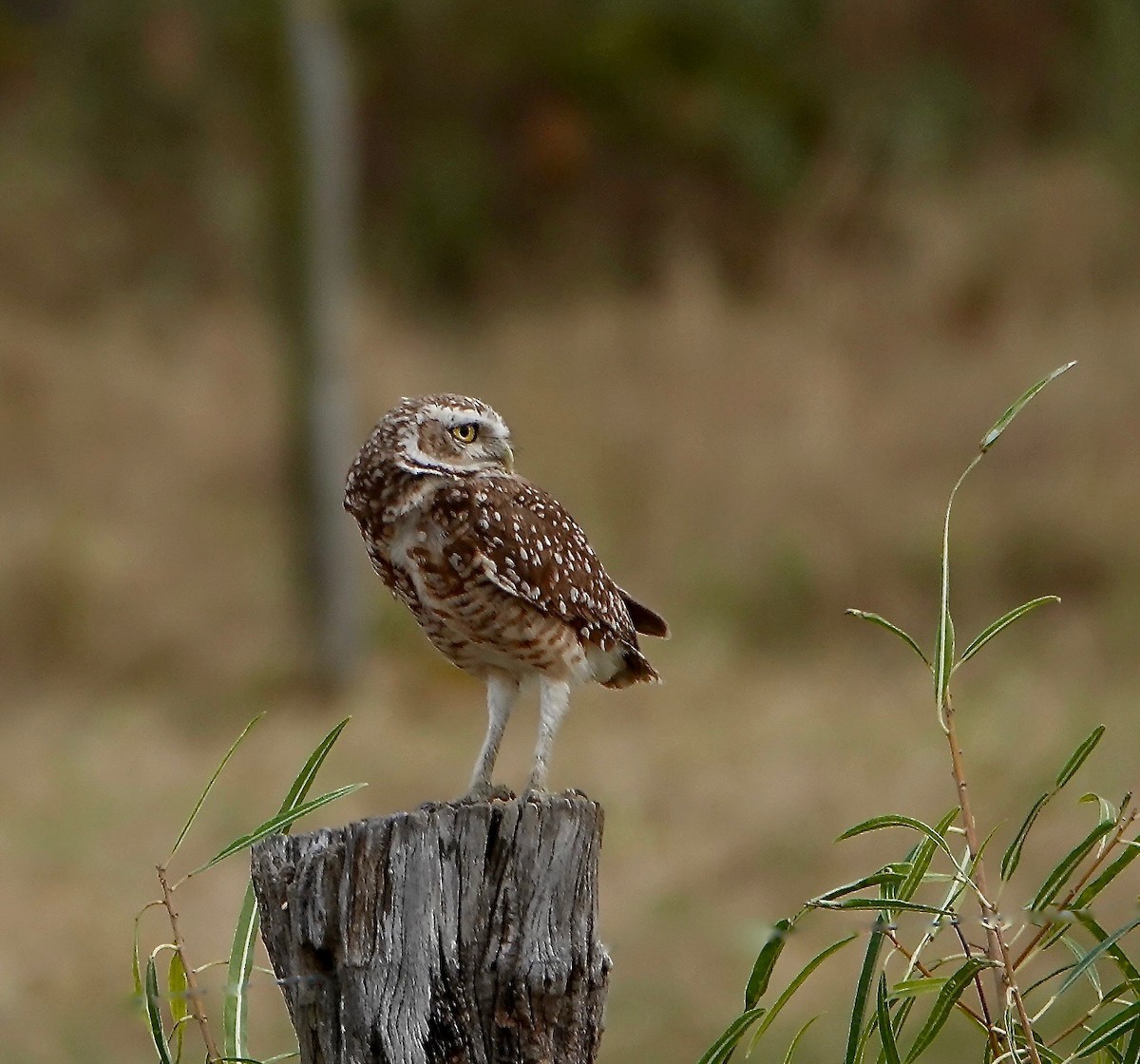 Burrowing Owl - ML485035901