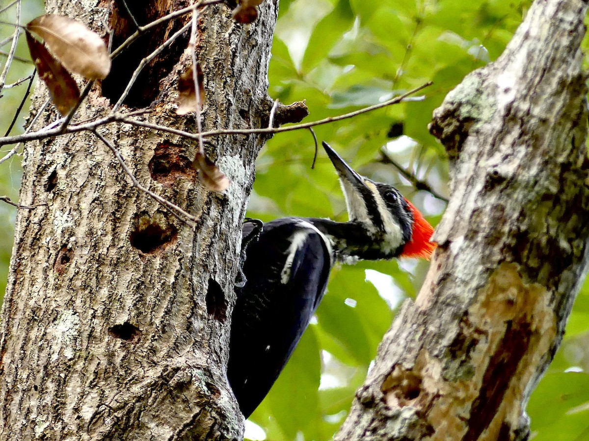 Pileated Woodpecker - ML485035991