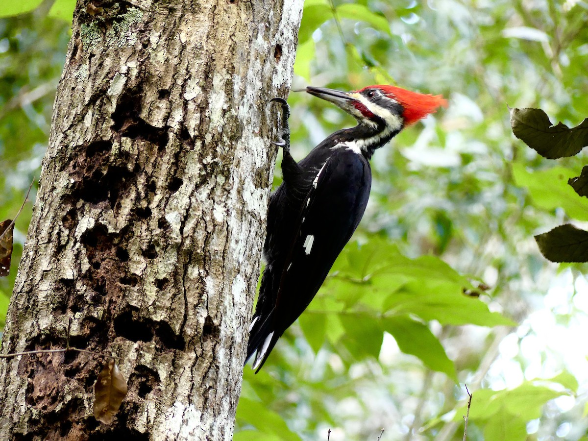 Pileated Woodpecker - ML485036001