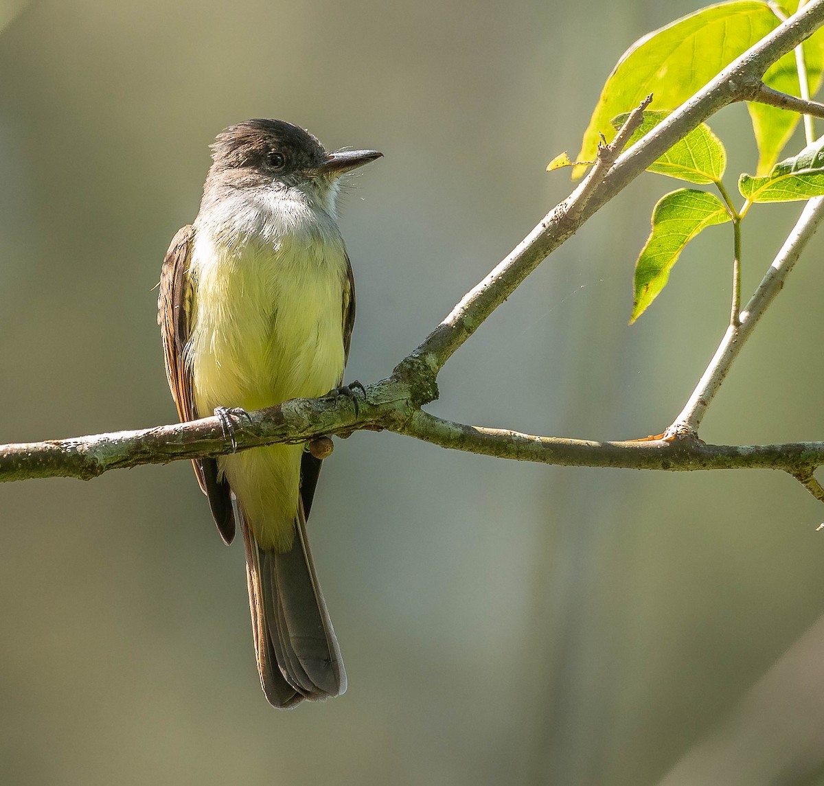 Dusky-capped Flycatcher - Ricardo Rojas Arguedas