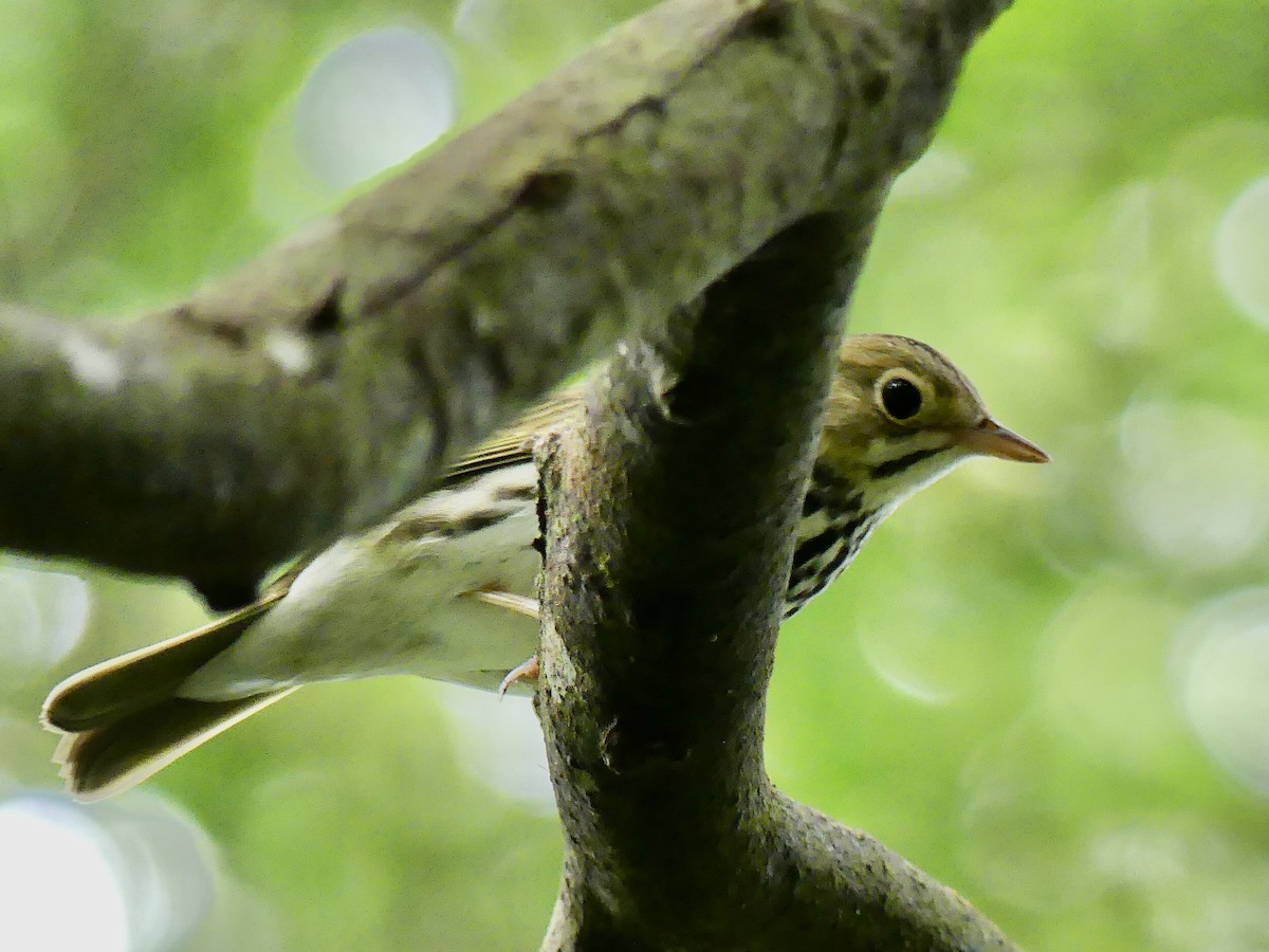 Ovenbird - ML485037351