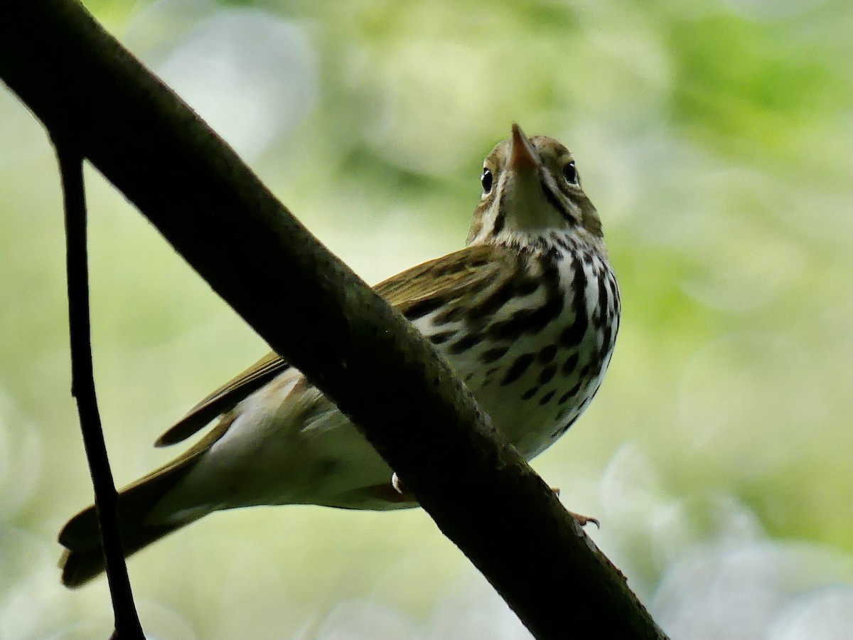 Ovenbird - ML485037361