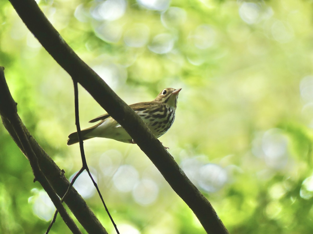 Ovenbird - ML485037371