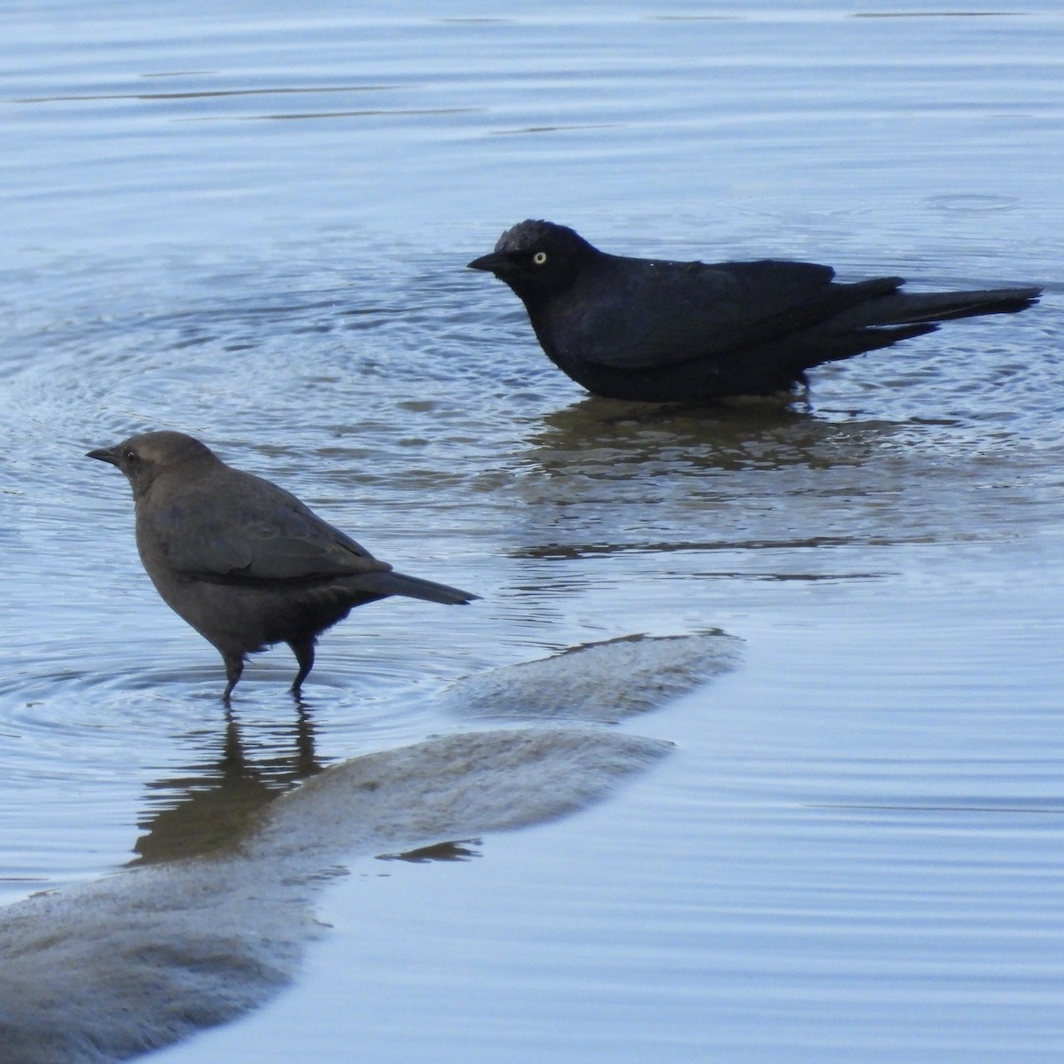 Brewer's Blackbird - ML485037451