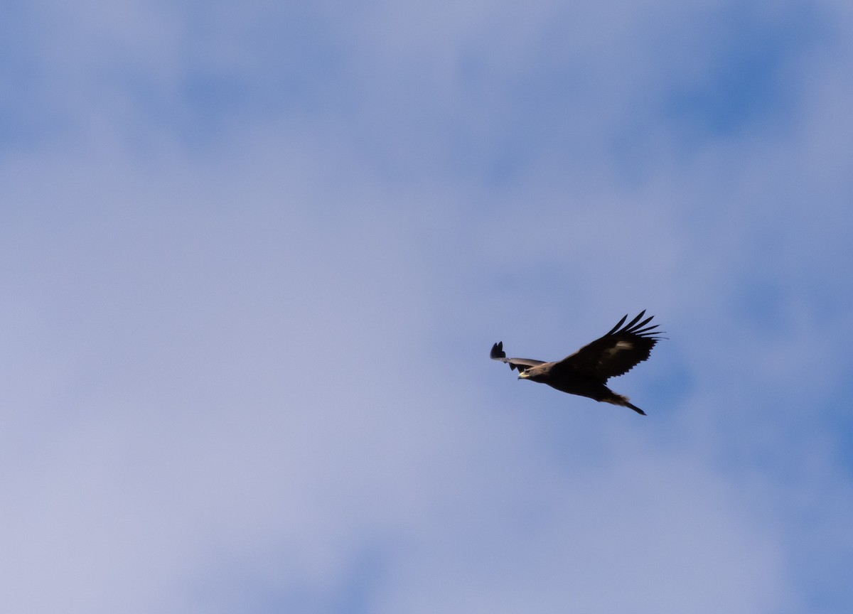 Águila Real - ML485037571