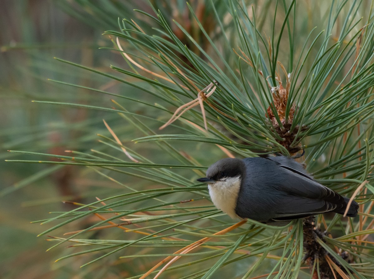 Pygmy Nuthatch - ML485037681