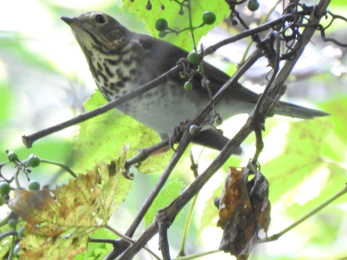 Swainson's Thrush - ML485037951